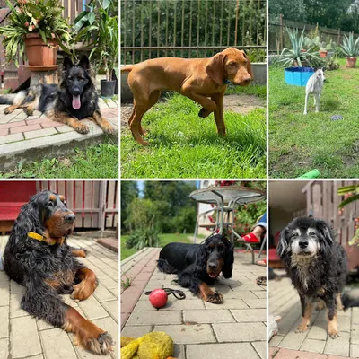 Hotel dla psów Krosno